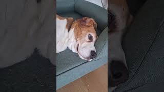Basil’s two personalities… 😂🤣 #dog #dogs #dogshorts #funnydogs #beagle #beagles #beaglelife #cutedog