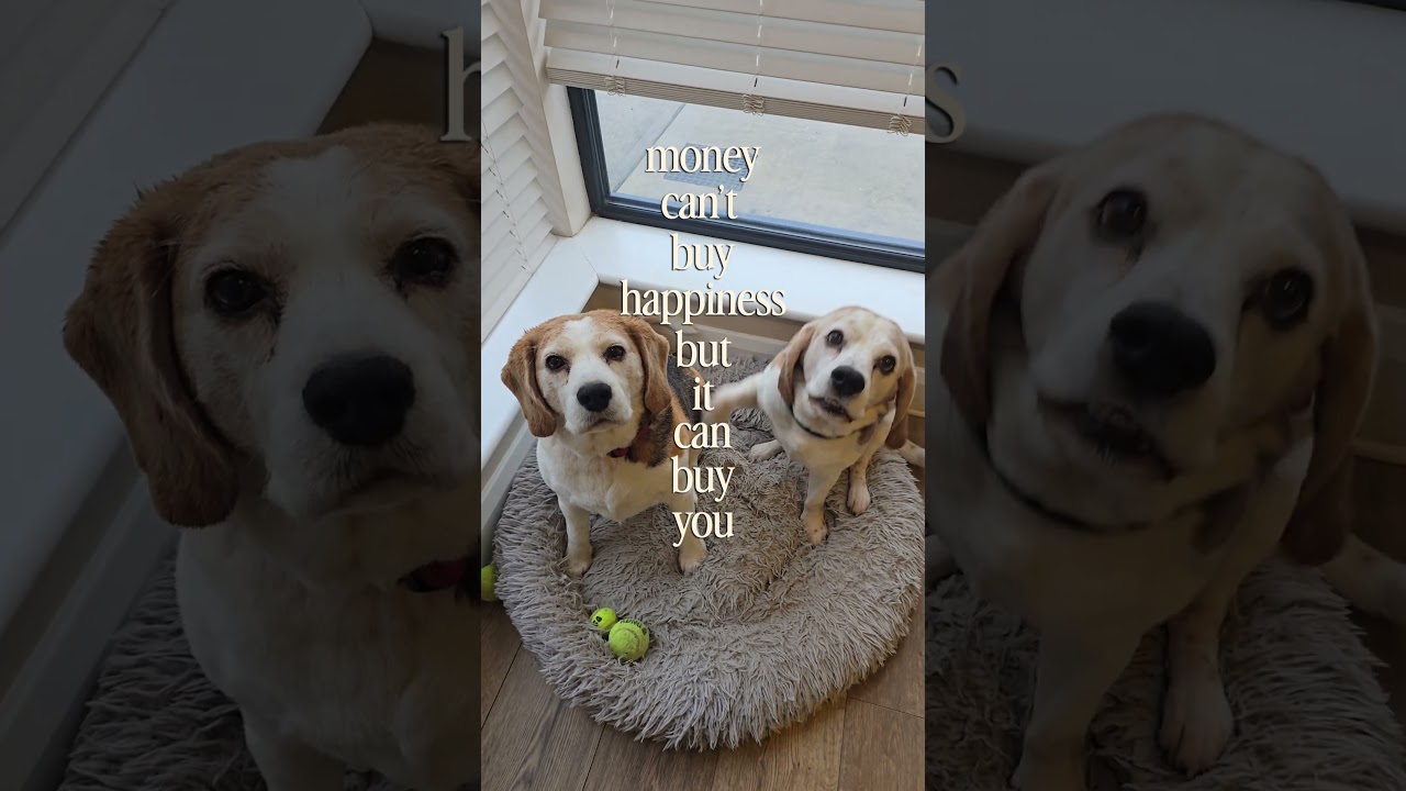 Small paws but big hearts ❤️❤️❤️ #beagle #beaglelove #dogs