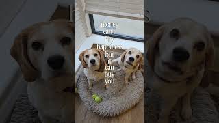 Small paws but big hearts ❤️❤️❤️ #beagle #beaglelove #dogs