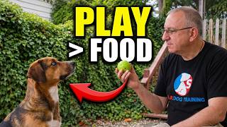 Train Your Dog Better Using Play Based Learning & Teaching