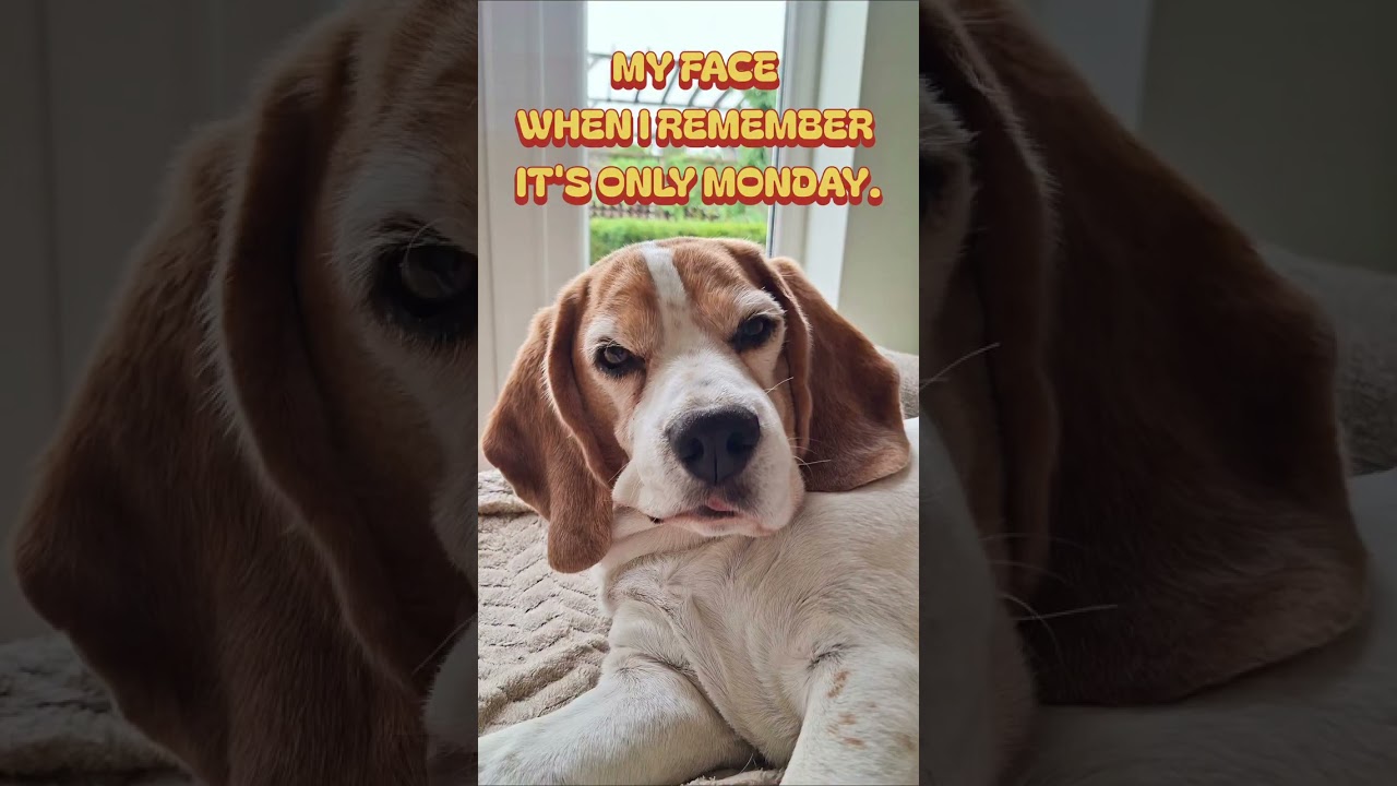 POV: You’re a beagle who’s already done with this week and it’s only Monday 💀😂 #DogReels #FunnyDogs