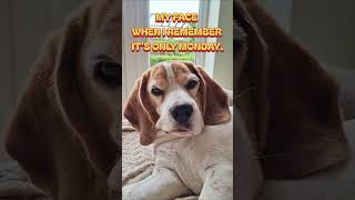 POV: You’re a beagle who’s already done with this week and it’s only Monday 💀😂 #DogReels #FunnyDogs