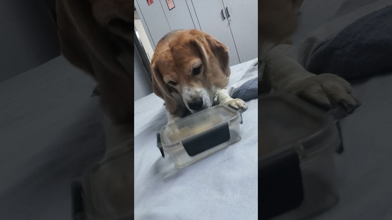 "Most innocent" #beautiful #life #dog #pets #vibes #viral #youtube #shortsfeed #shorts #funny #love