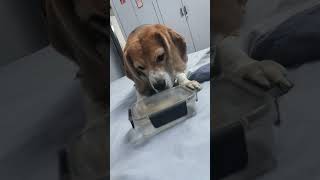 "Most innocent" #beautiful #life #dog #pets #vibes #viral #youtube #shortsfeed #shorts #funny #love