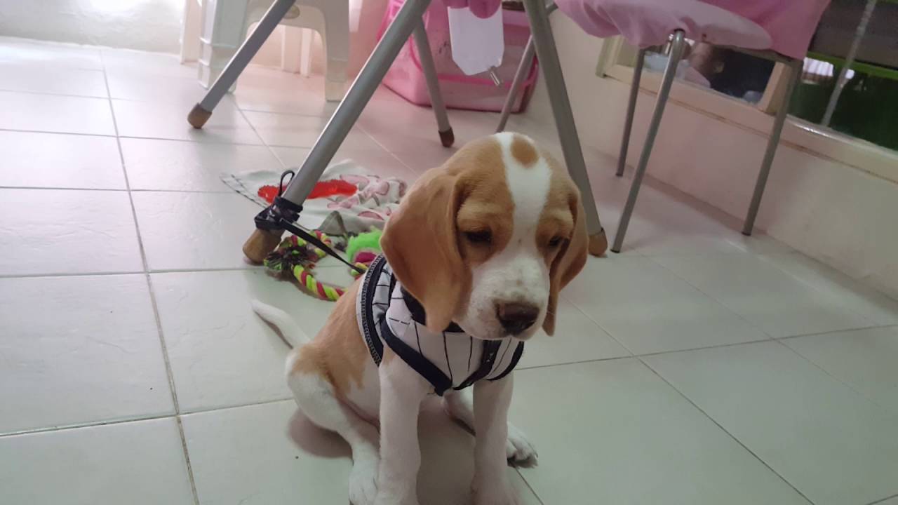 สอนสุนัข Beagle ขอมือ Beagle Training