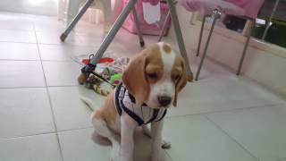 สอนสุนัข Beagle ขอมือ Beagle Training