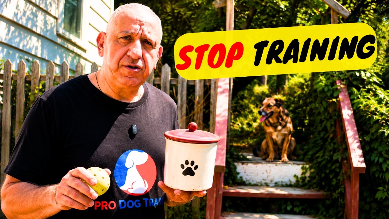 DON'T Train Your Dog With Treats — Do This Instead!