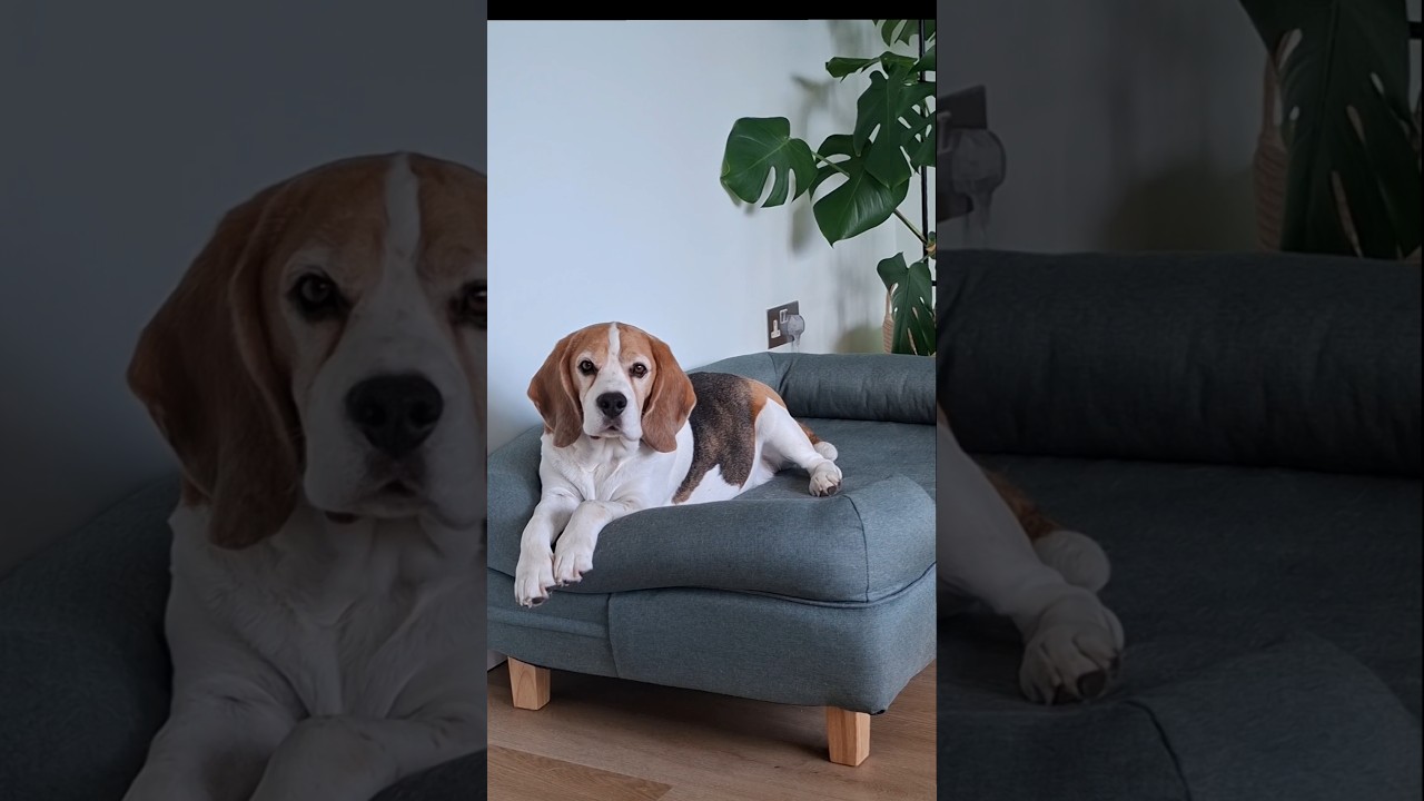 Much better, don’t you think? 😍😂🤣 #beaglelife #funnydogs #homedecor #dog #dogs #funnydog #beagle