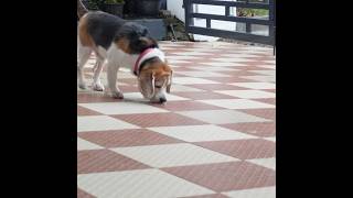 Beagle Puppy “The Sniffing Inspector” 🚨😊🐶 #beagle #puppy #dog