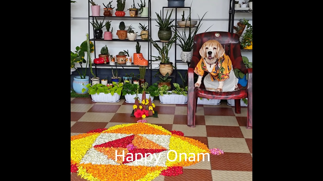 Happy Onam from the Cutest Beagle Puppy! 🐶💛🌼 #beagle #onam #onamcelebration #happyonam #puppy