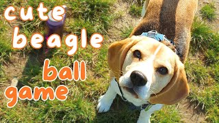 Cute Beagle's Ball Game!