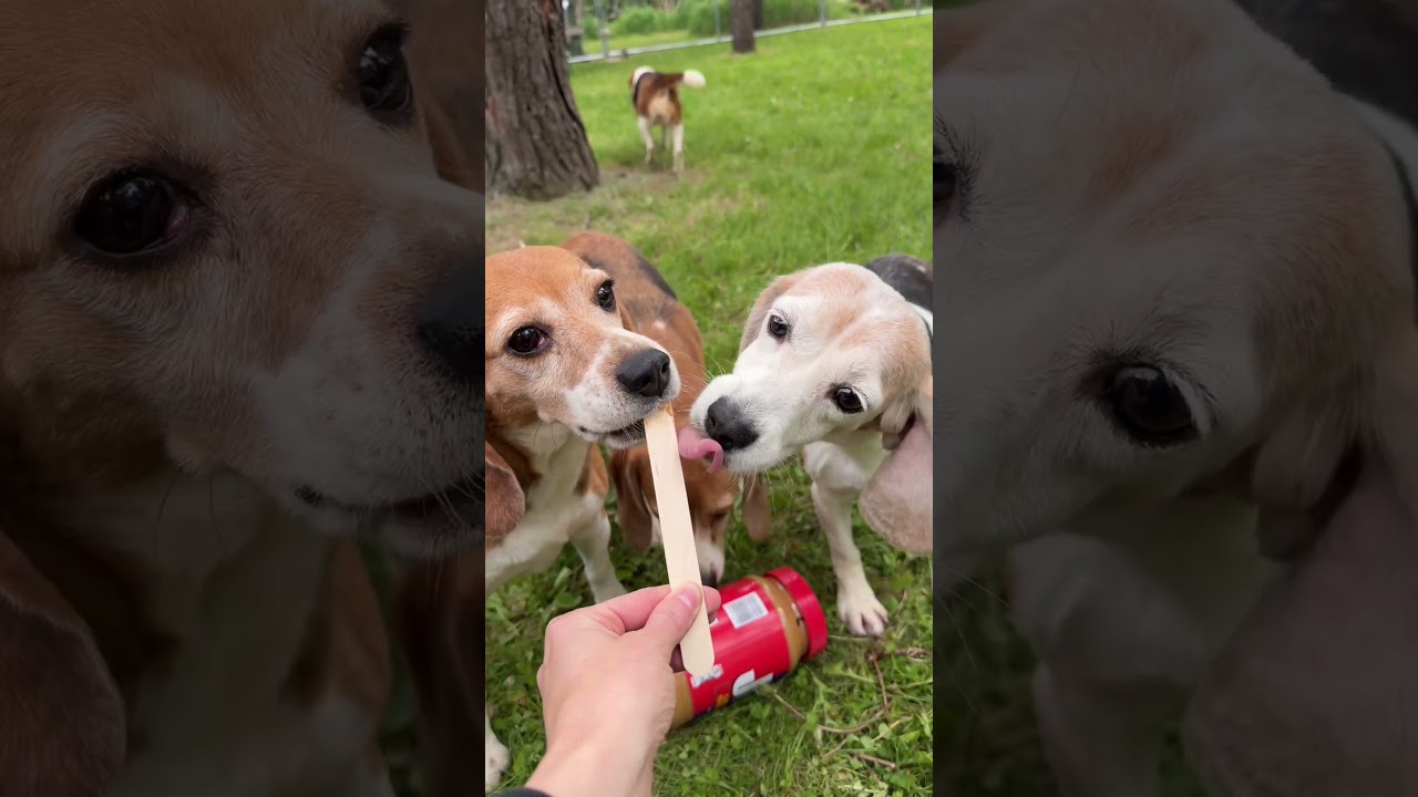 Ridglan Beagles Try Peanut Butter for the First Time Ever  🐶❤️#beaglefreedomproject