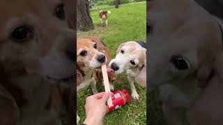 Ridglan Beagles Try Peanut Butter for the First Time Ever  🐶❤️#beaglefreedomproject