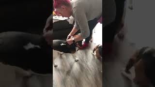Pepper harness training