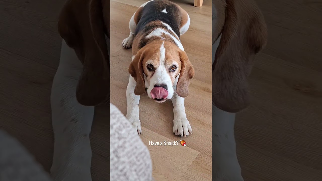 Daily conversation with my beagle 😂🤣😂 #dogshorts #dogs #funnydogs #beagle #beaglelife