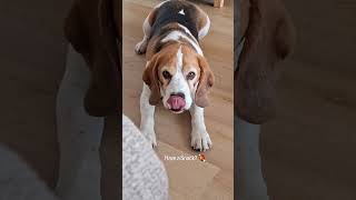 Daily conversation with my beagle 😂🤣😂 #dogshorts #dogs #funnydogs #beagle #beaglelife