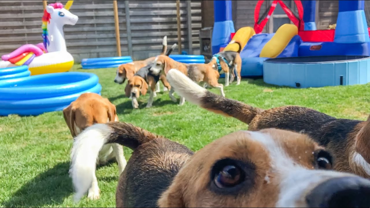 Hilarious Beagle Pool & Ball Pit Parties That Will Make You Smile