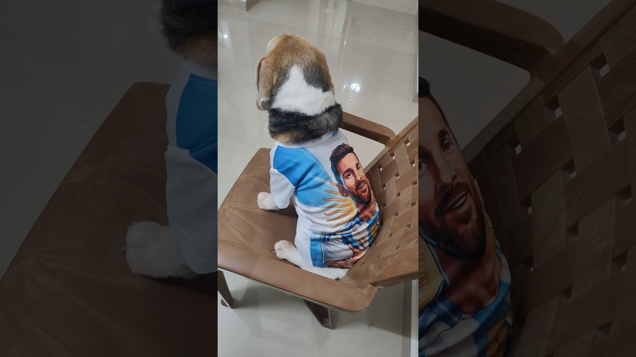 Beagle Puppy Is An Argentina Fan #beagle #fifaworldcup #messi #argentina #vamos