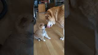 Mała suczka shiba inu