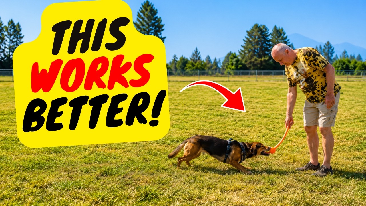 How Play Replaces Treats Completely - Fetch as Motivation?