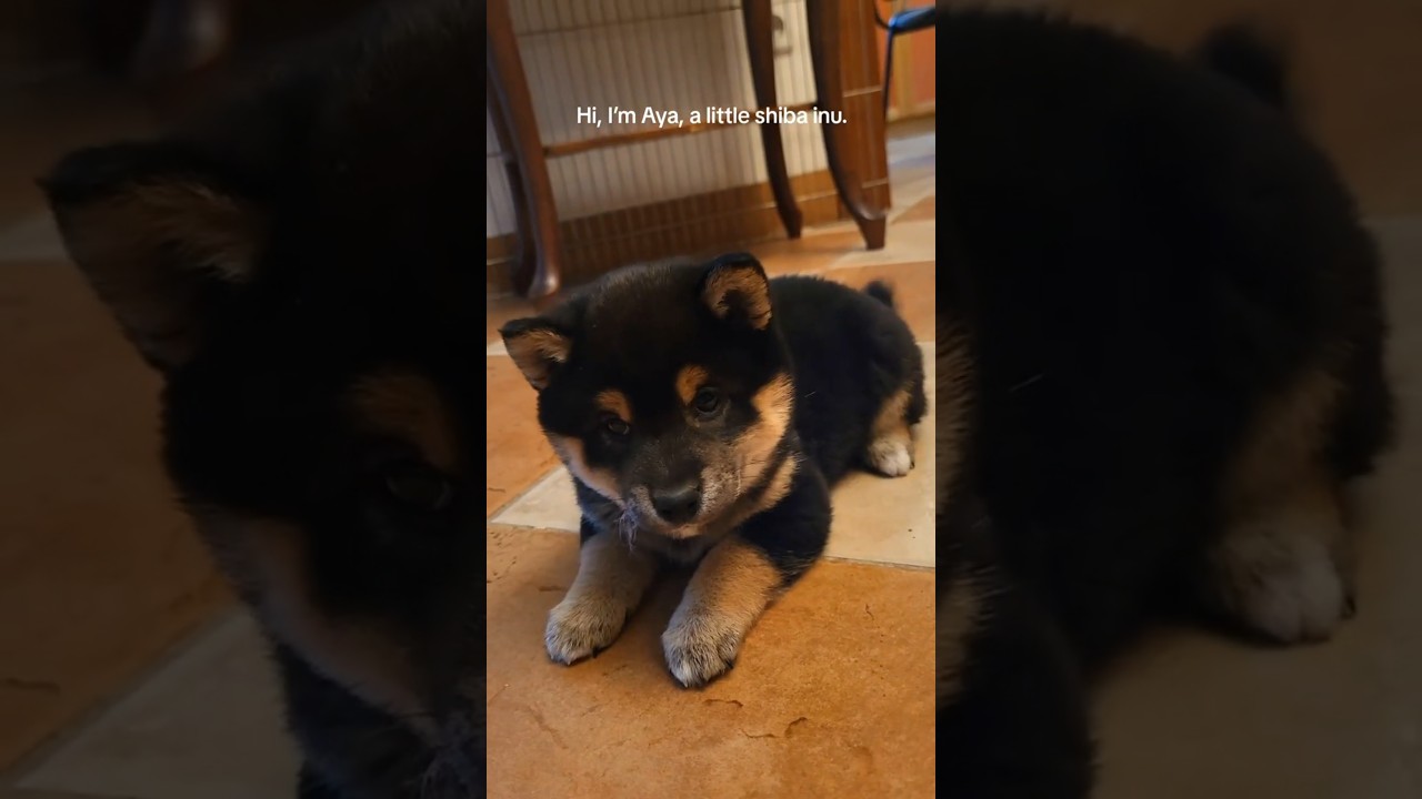 Mała suczka shiba inu jeszcze nie wie, jak bardzo jest urocza