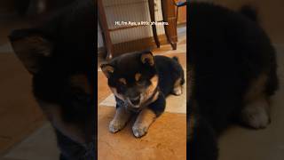 Mała suczka shiba inu jeszcze nie wie, jak bardzo jest urocza