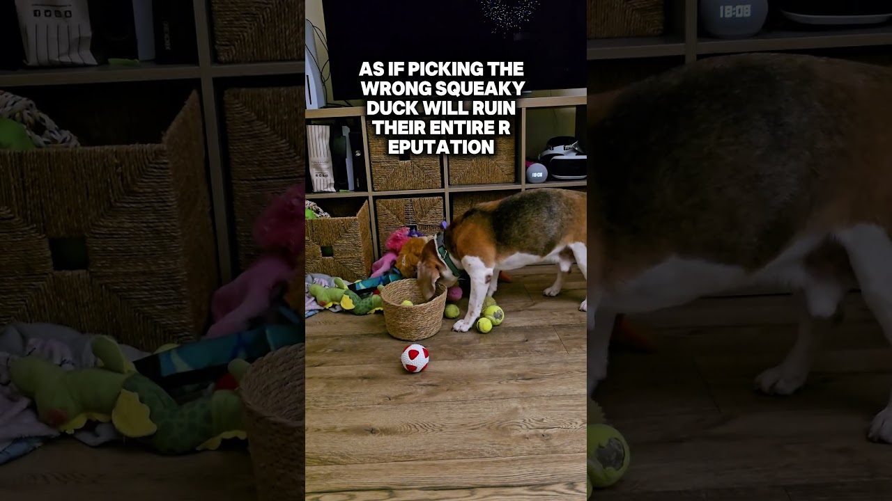 Why are they like this?! 😂 #beaglelife #doghumor #beagleproblems #dogparentlife #spoileddog #beagle