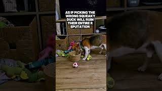 Why are they like this?! 😂 #beaglelife #doghumor #beagleproblems #dogparentlife #spoileddog #beagle