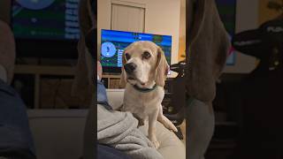 That look says it all! ​#beagle #beaglenation #beaglelife #cutedogs  #beaglelove