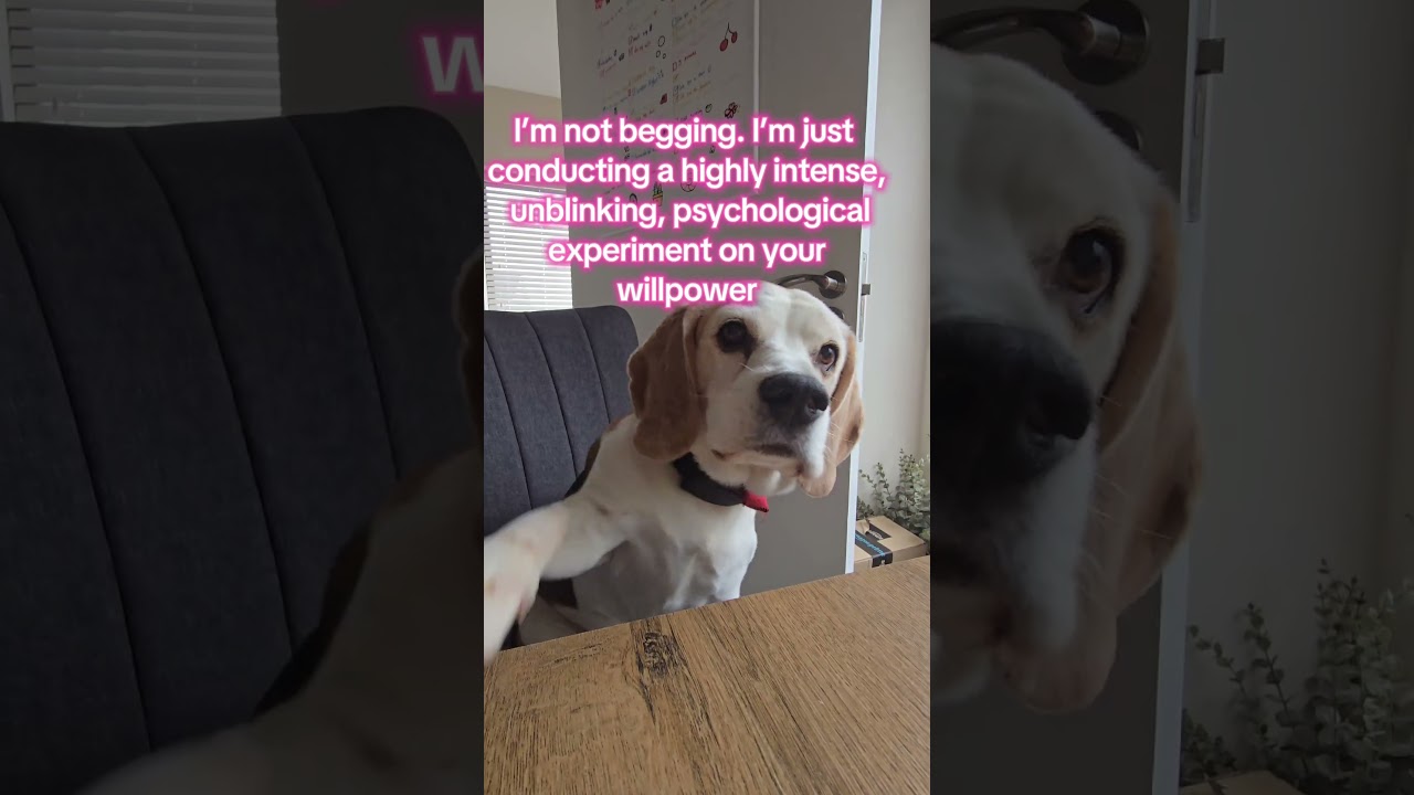 Tell me you own a beagle on diet without telling me you own a beagle on diet 🫠​#beagles #dogreels
