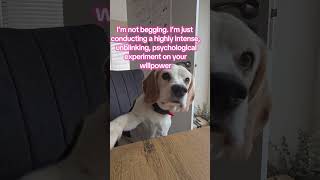 Tell me you own a beagle on diet without telling me you own a beagle on diet 🫠​#beagles #dogreels