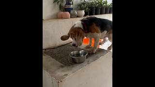 Beagle Puppy Is Thirsty 💦🐶😊 #beagle #dog #puppy #narvent
