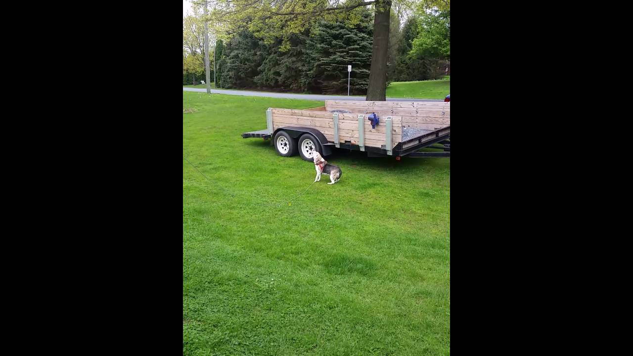 Artie the Beagle howling at fire truck