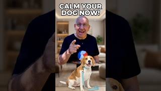 How to stop your dog from making bad choices