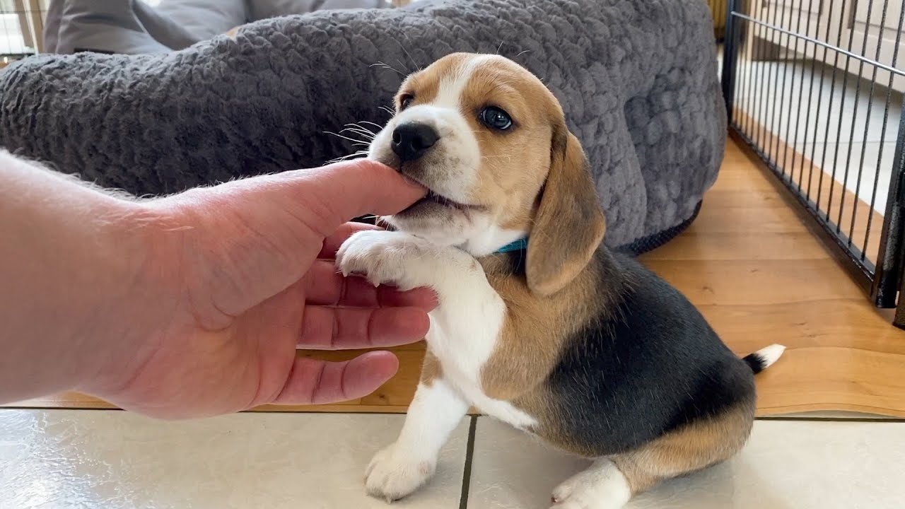 I Fight a Beagle Puppy at 5 Weeks of Age!