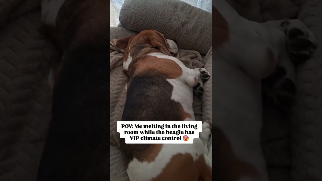 The electricity bill is screaming, but Basil is dreaming 😂🤣 #beagle #dogmemes #funnydogs #ukheatwave