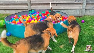 Unforgettable Beagle Dog Parties: Splashing, Balls & Laughs