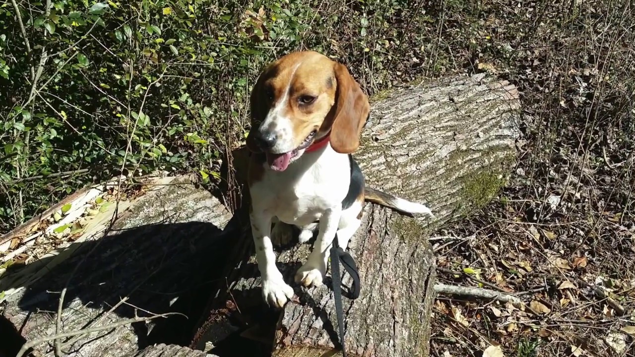 1 Year Old Beagle "Max" Before/After Video