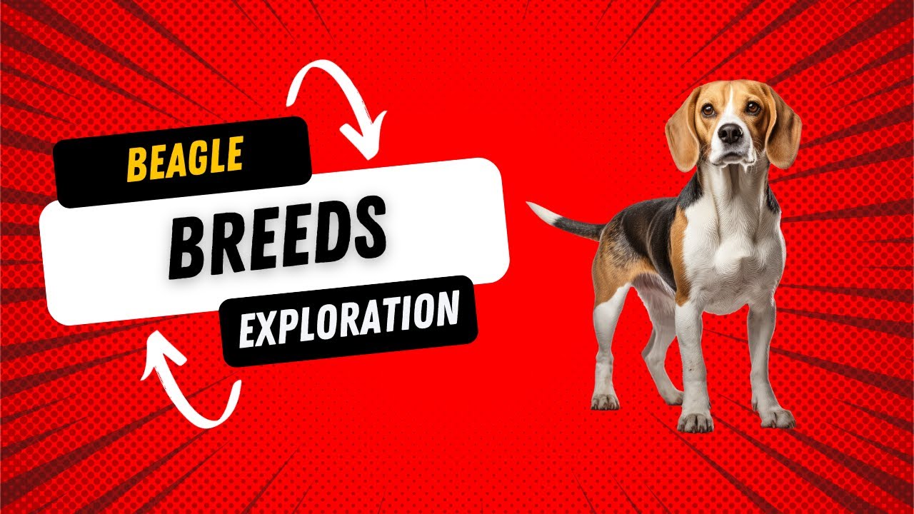 Beagle Breeds - Understanding Different Beagles and What to Expect