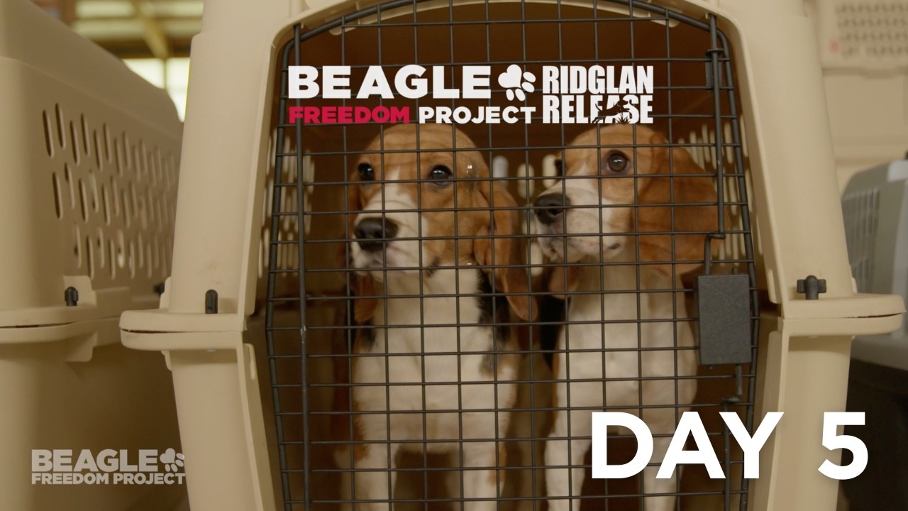 RIDGLAN RELEASE: Day 5 | Beagle Freedom Project 🐶❤️