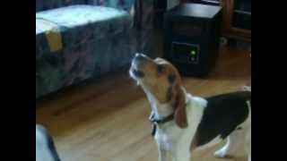 Beagles Howling at Sirens