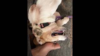 Beagle Puppy Getting Some Love Scratches ❤️😊🐶 # #beagle #pets #puppy #dog