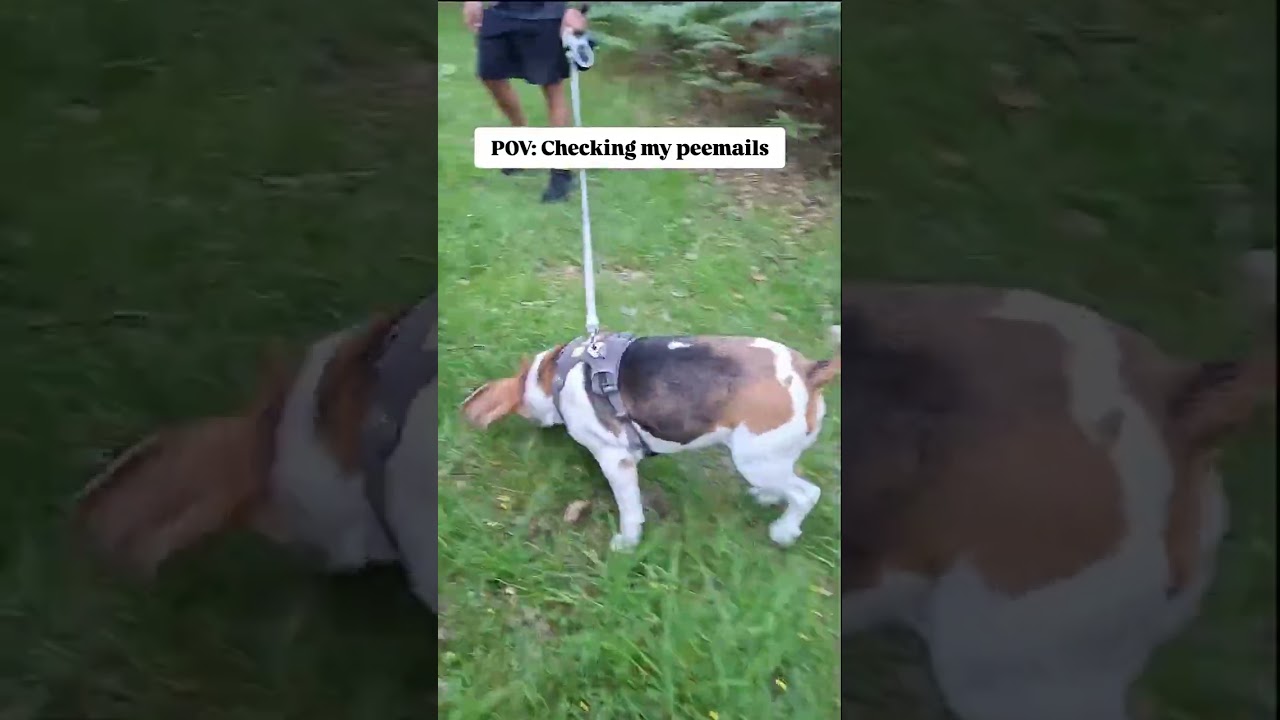 Just checking my peemails ๐พ๐#beagle #funnydogs #dogsofinstagram #dogs #doglife #funnydog #beagleclub