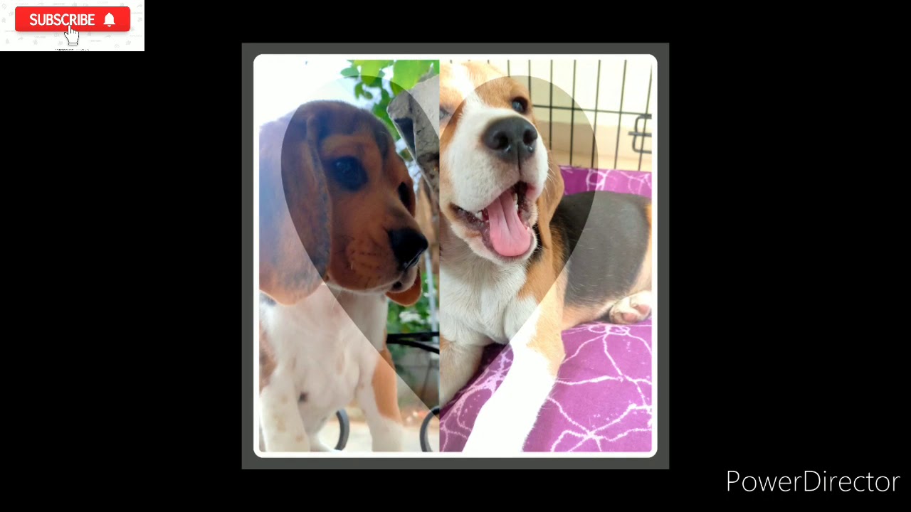 Beagle puppies save the date❣️❣️❣️