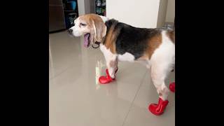 Beagle Puppy With His New Pair Of Shoes 🥾😊🐶. #beagle #pets #dogshorts #dogs #funnyshorts