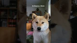 Shiba inu Mimi