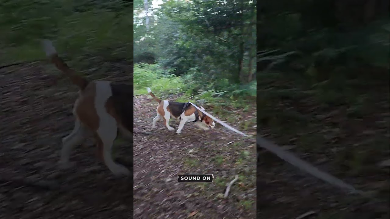 For everyone asking why Basil is always on a lead.. 😂🤣😂 #beaglelife #beaglelove #hounddog #funnydogs