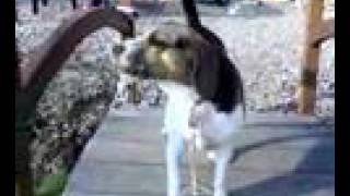 Beagle Howling 17