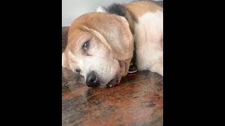 Beagle Puppy Has The Most Expressive Eyes 👀😊🐶 #beagle #puppy #pets #dogs