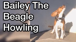 Bailey The Beagle Howling